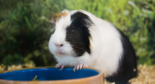 Guinea Pig standing with front legs on food/ water bowl